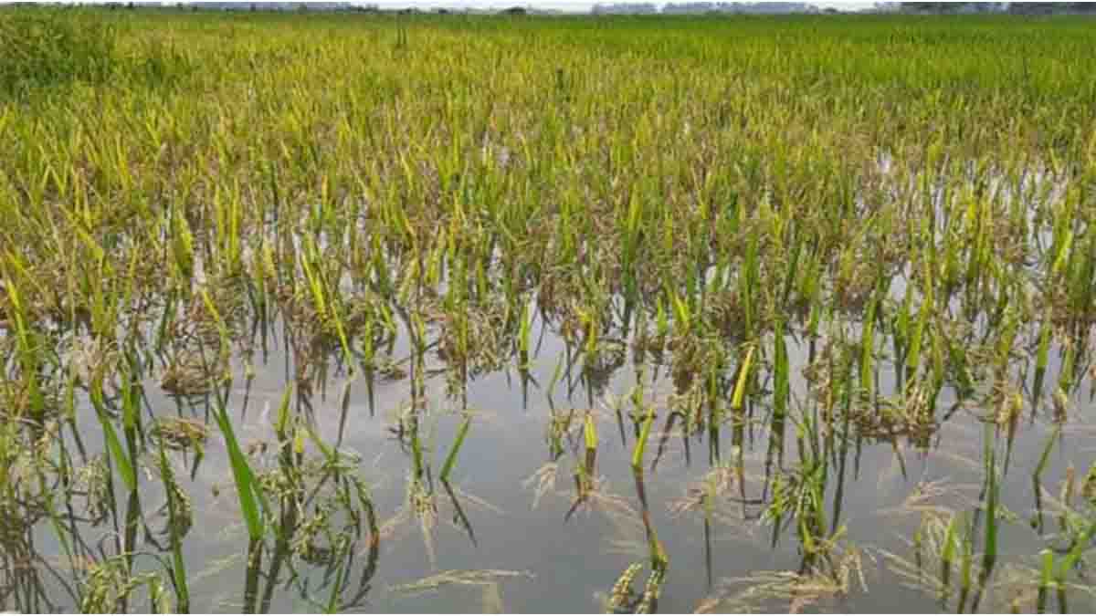 খুলনা উপকূলে  দুর্যোগের ধাক্কায় ঝুঁকিতে ফসল উৎপাদন