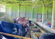 এতিমখানার খামারে আবারও ডাকাতি, অস্ত্র ঠেকিয়ে ১২ গরু লুট