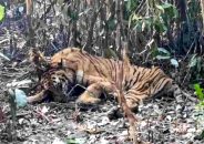 সুন্দরবনে উদ্ধার বাঘের খুলনায় চিকিৎসা শুরু