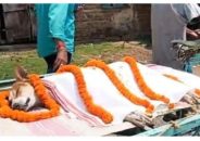 ৩০ শিশুকে বাঁচাতে গোখরা সাপের সঙ্গে লড়াই, প্রাণ দিল সাহসী কুকুর ‘কালী’