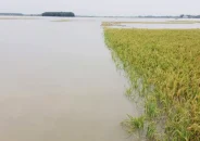 ধান পানিতে তলিয়ে গেছে দেখে জমিতেই কৃষকের মৃত্যু