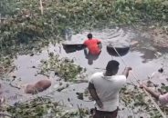 গোপালগঞ্জে গরুবাহী ট্রাক খালে, ৪ গরুর মৃত্যু