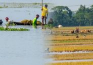 নেত্রকোনায় পাহাড়ি ঢলে ৩১৩ কোটি টাকার ফসলের ক্ষতি: জেলা প্রশাসনের তথ্য