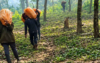 গারো পাহাড়ে মাদক কারবারিদের অভয়ারণ্য, সাংবাদিক ঢুকলেই হত্যার হুমকি