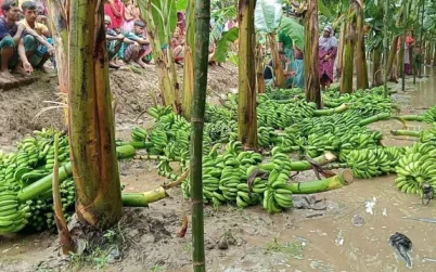 বগুড়ায় রাতের আঁধারে কৃষকের ফলভর্তি ৭০০ কলাগাছ কেটে দিল দুর্বৃত্তরা