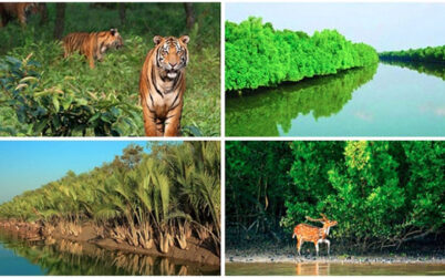 থামছেই না বন্যপ্রাণী শিকার-পাচার হুমকিতে সুন্দরবনের জীববৈচিত্র্য