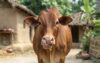 ভেড়ার পর এবার গরুর সঙ্গে ধরা ভারতীয় যুবক