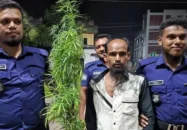 বাড়ির আঙিনায় টবে গাঁজা চাষ, আটক ১