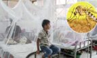 ডেঙ্গুতে আরও ৬ জনের মৃত্যু