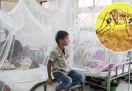 ডেঙ্গুতে আরও ৬ জনের মৃত্যু
